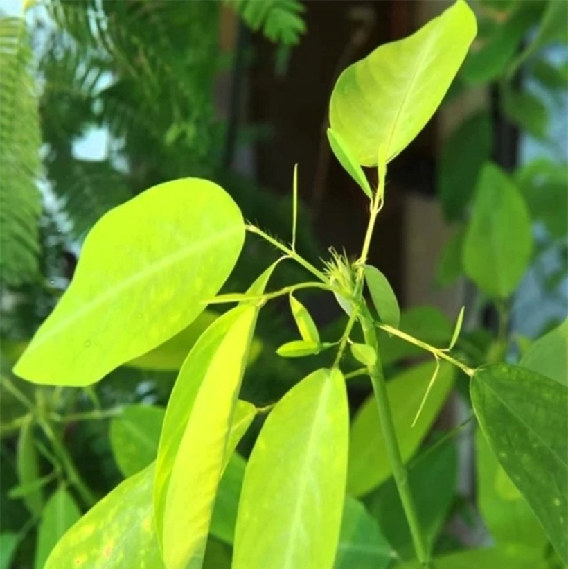 Một loại cây cứ nghe nhạc là “nhảy múa”, mọc nhiều ở Việt Nam nhưng ít ai biết - 2
