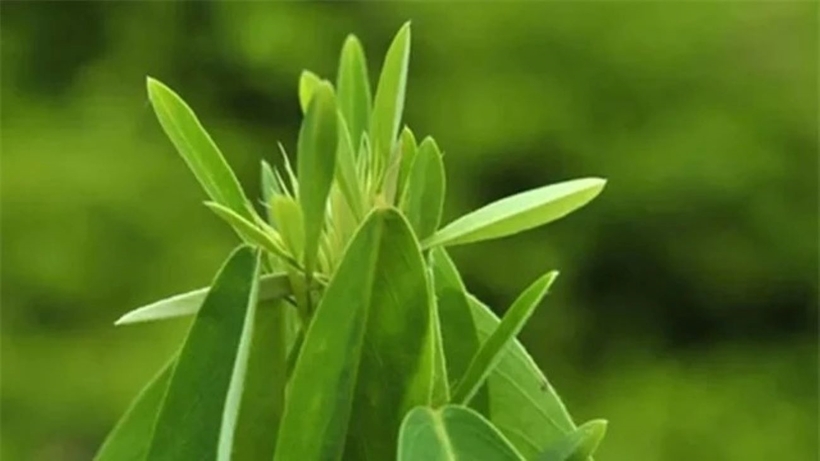 Một loại cây cứ nghe nhạc là “nhảy múa”, mọc nhiều ở Việt Nam nhưng ít ai biết - 1