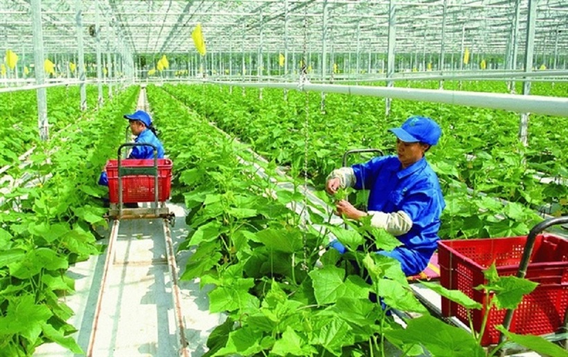 Luật Đất đai 2024 tạo điều kiện thuận lợi để người nông dân chủ động chuyển đổi vị trí canh tác, chủ động trong công tác dồn điền đổi thửa