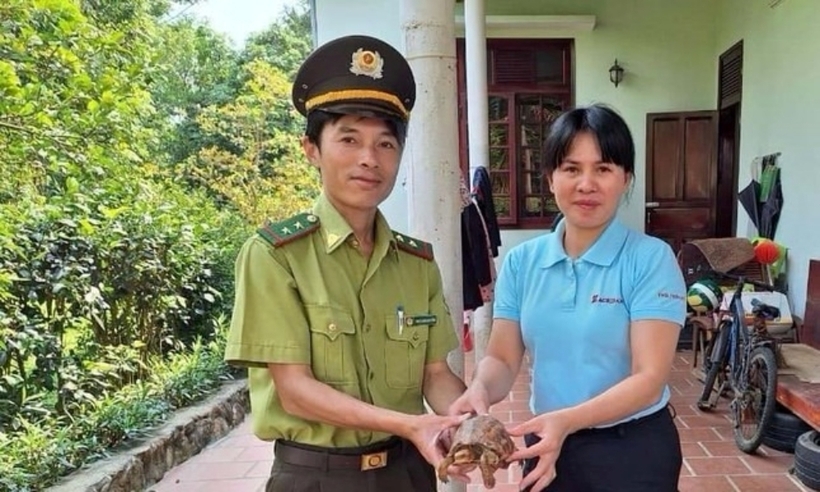 Bà Nhâm giao nộp cá thể rùa hộp trán vàng miền Trung quý hiếm cho Hạt Kiểm lâm A Lưới. Ảnh: Tiền Phong