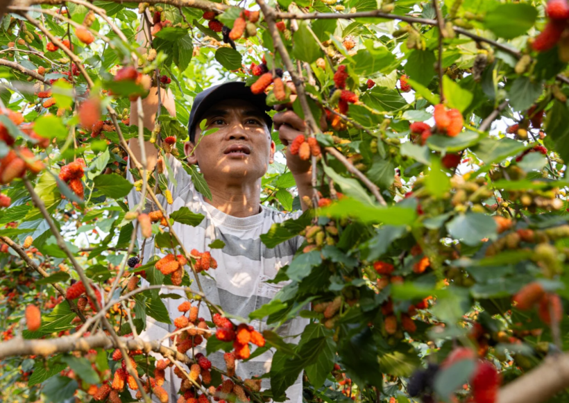 Việc hái dâu mất nhiều thời gian, phải chọn quả dâu chín, màu đẹp, người hái cũng phải khéo tay, cẩn thận tránh làm trái dâu dập. Trung bình mỗi ngày người trồng hái được 20 - 30kg.