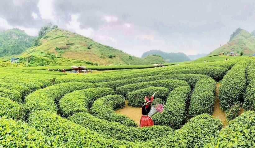 Bạn cần lên lịch trình du lịch trước khi đến Mộc Châu.