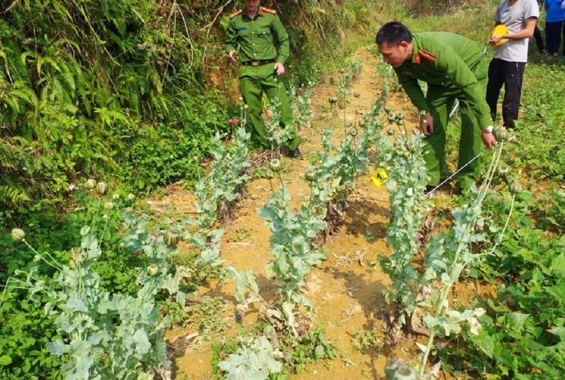 Cụ bà Vừ Thị Dia trồng cây thuốc phiện trên nương ngô. Ảnh: Giáo dục & Thời đại