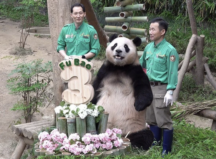 Hàng nghìn người hâm mộ Hàn Quốc đội mưa lớn đến tiễn gấu trúc Fu Bao về nước - 7