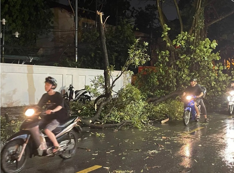 Tại phố Nhà Chung (quận Hoàn Kiếm), cây xanh trước cửa số nhà 2C sau cơn dông đã đổ xuống vỉa hè và một phần lòng đường, gây cản trở việc đi lại của người dân.