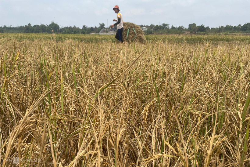 Ông Phùng Tiến Dũng, Trưởng phòng Dự báo Thủy văn, Trung tâm Dự báo Khí tượng Thủy văn Quốc gia cho biết: "Dự báo mới nhất, khả năng từ tháng 6 trở đi El Nino mới suy yếu và chuyển dần sang pha La Nina với xác suất khoảng 55% - 60%.