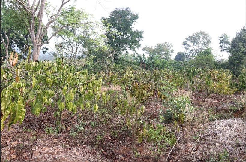 Do thiếu nước kéo dài, vườn cà phê của người dân trên địa bàn Đắk Nông đang chết dần do thiếu nguồn nước tưới