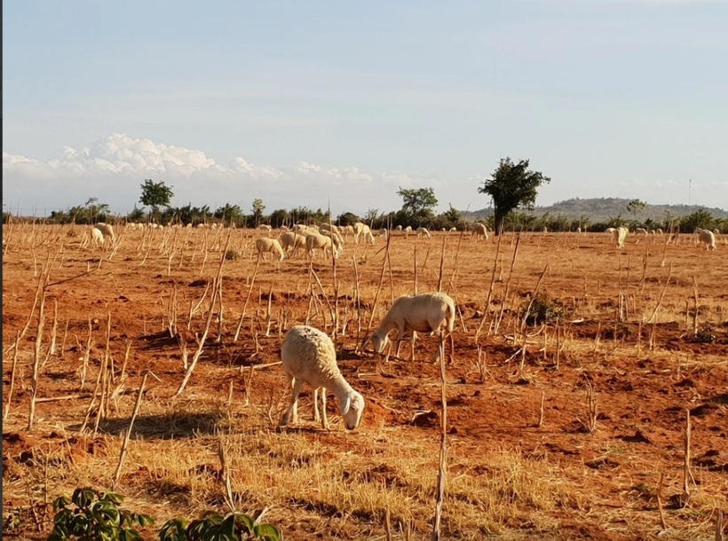 Những cánh đồng cừu ở Ninh Thuận khô cháy do hạn hán, thiếu nước nghiêm trọng.