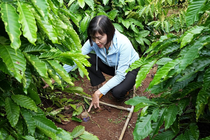 Chị Mai Thị Nhung, nữ trưởng nhóm nông dân của chương trình NESCAFÉ Plan, chia sẻ về việc sử dụng chai để đo độ ẩm của đất trong quá trình canh tác giúp tiết kiệm lượng nước tưới tiêu và chi phí