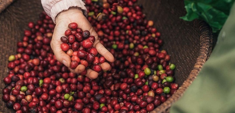 Chương trình NESCAFÉ Plan 2030 tiếp tục thúc đẩy nông nghiệp tái sinh và giảm phát thải khí nhà kính