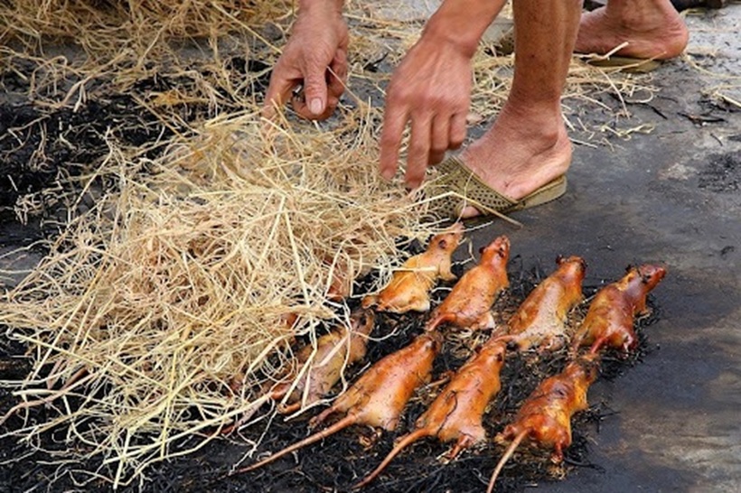 Thịt chuột là món ăn đặc sản của nhiều vùng miền.