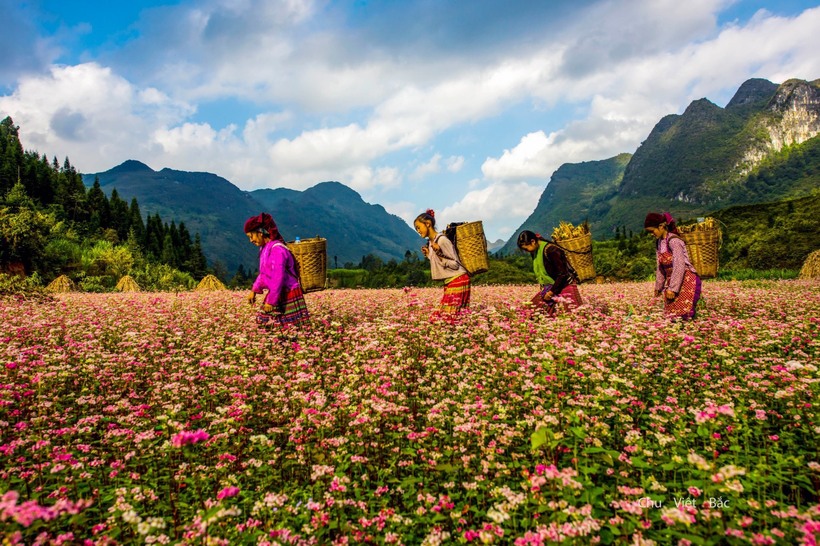 Mùa hoa tam giác mạch tại Hà Giang