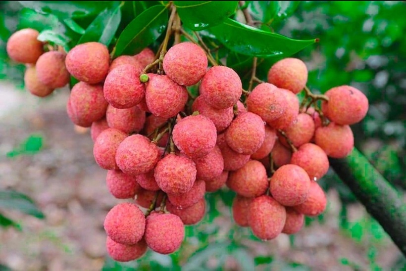 Giá vải thiều năm nay tăng cao so với năm ngoái. Ảnh minh họa.