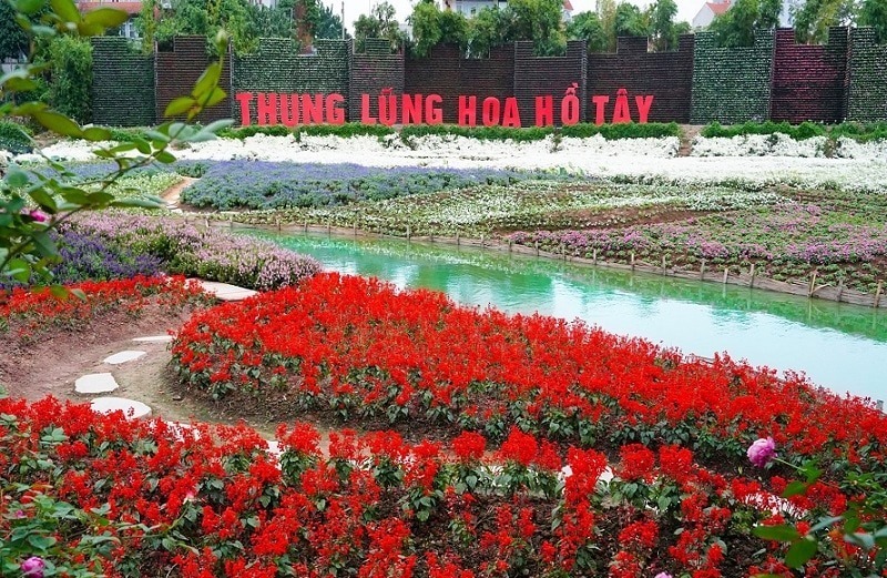 Thung lũng hoa Hồ Tây