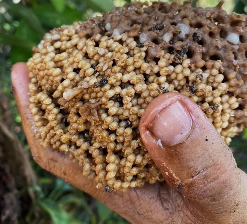 Việc ong dú rất đơn giản và không đòi hỏi nhiều công chăm sóc. Ảnh: VietNamnet