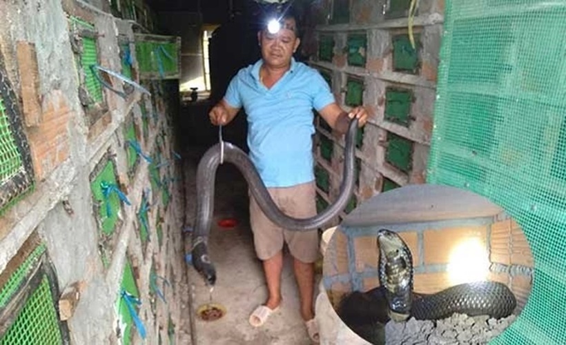 Trước khi đến với mô hình nuôi rắn hổ mang, anh Bình đã từng thử sức với nhiều loại vật nuôi hoang dã khác như ba ba và trăn. Ảnh: Báo Cần Thơ