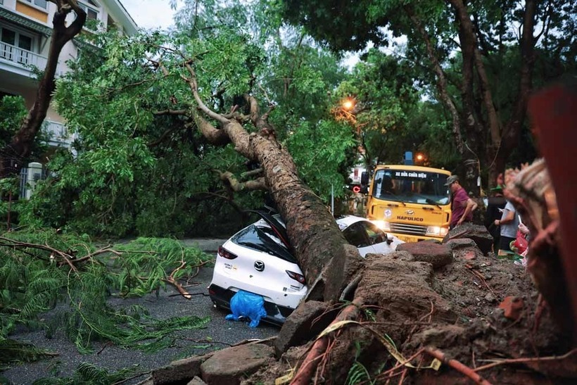 Xe ô tô bị cây đổ đè trúng trong bão số 3. Ảnh: Lao động