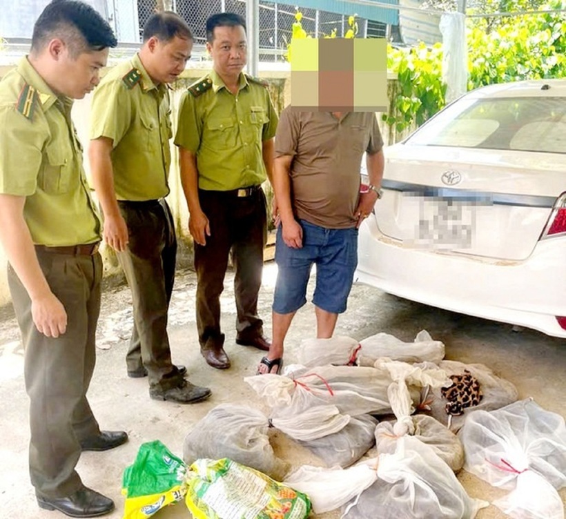 Lực lượng chức năng tạm giữ lái xe và toàn bộ tang vật liên quan đến vụ việc.