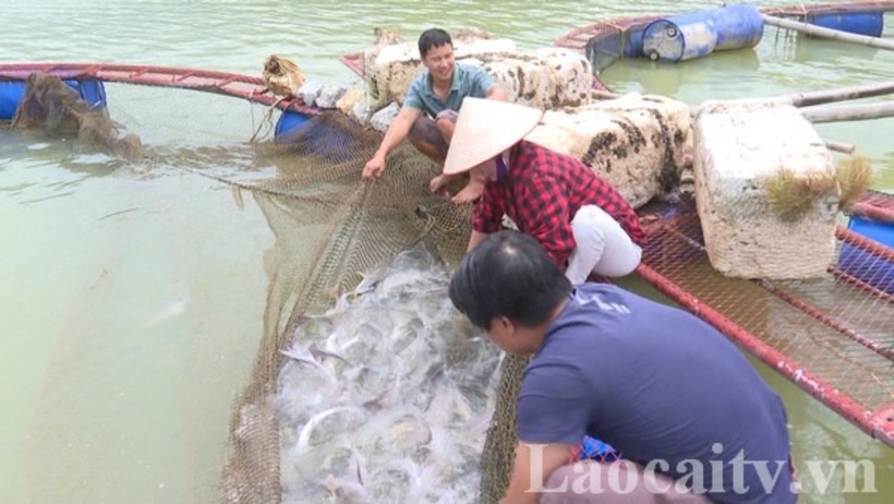 Cá tầm được người dân nuôi ở hồ thủy điện Cốc Ly. Ảnh: Laocaitv