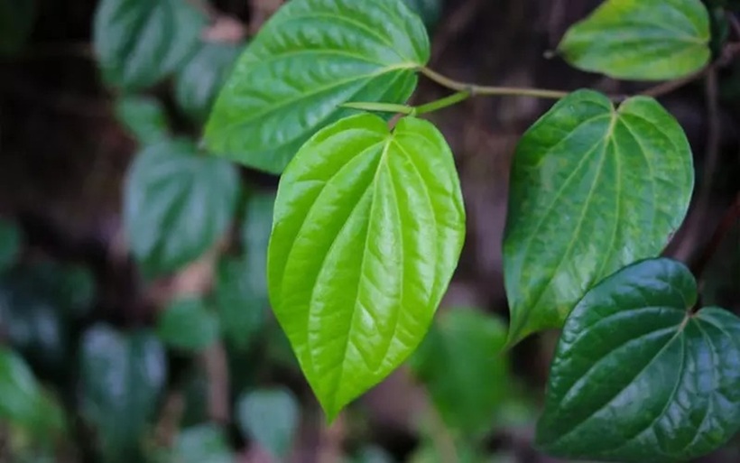 Cây trầu không giúp làm mát không gian và thanh lọc không khí.