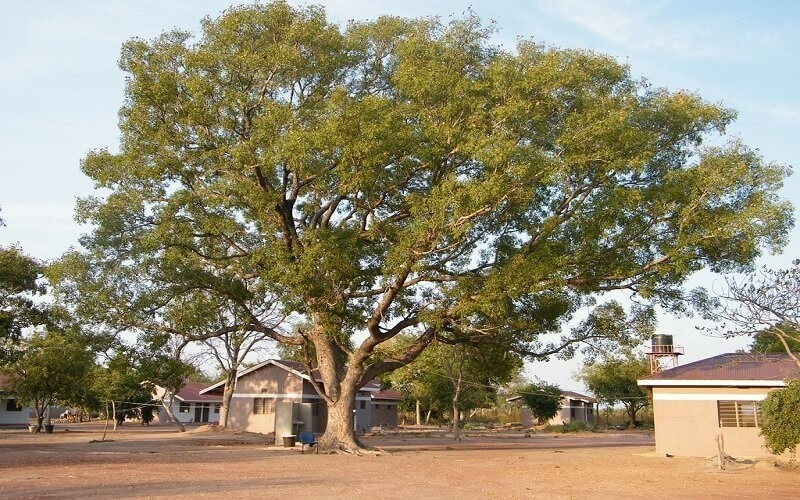 Việc trồng cây xà cừ trước nhà có thể mang lại nhiều lợi ích về bóng mát, không khí trong lành, thẩm mỹ và phong thủy.