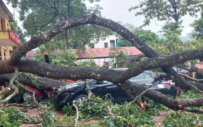 Cành cây xà cừ rất lớn bất ngờ gãy rơi xuống sân trường. (Ảnh: Người lao động)