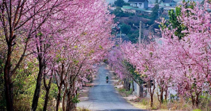 Mùa hoa mai anh đào lãng mạn ở Đà Lạt.