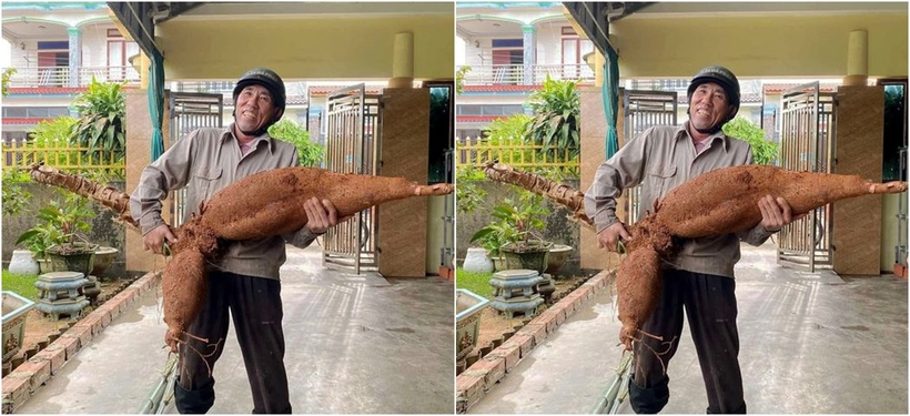 Ông Trần Thanh Hải đào được củ sắn "khổng lồ" nặng 25kg, dài hơn 1m.