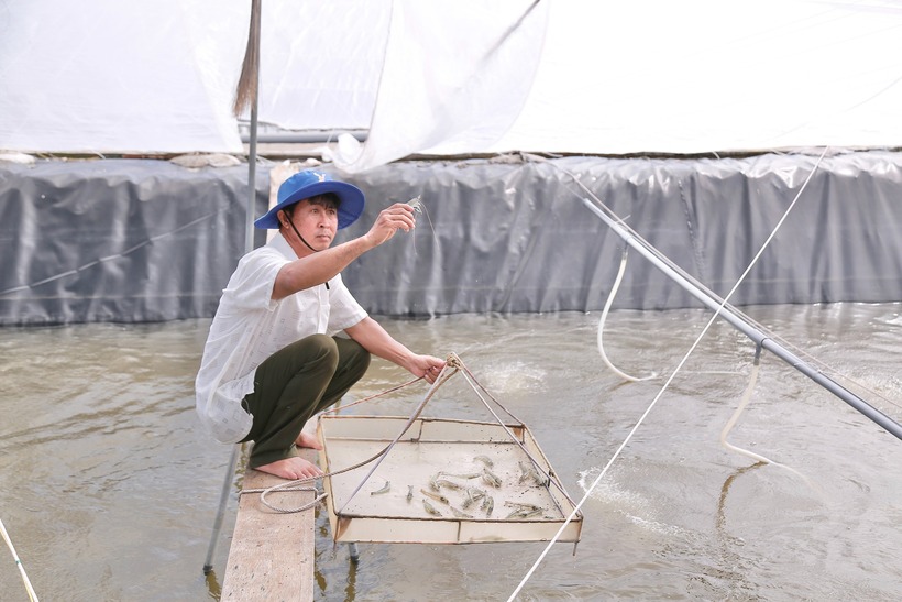 Ông Nguyễn Minh Nhủ không còn xa lạ với người dân ấp Phú Thạnh với hành trình làm giàu đầy nghị lực. Ảnh: Dân Việt