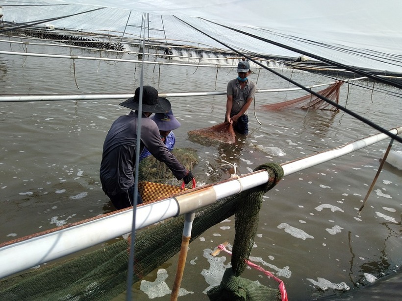 Mô hình nuôi tôm ứng dụng công nghệ cao hiệu quả. Ảnh: Sở Khoa học và Công nghệ tỉnh Bến Tre