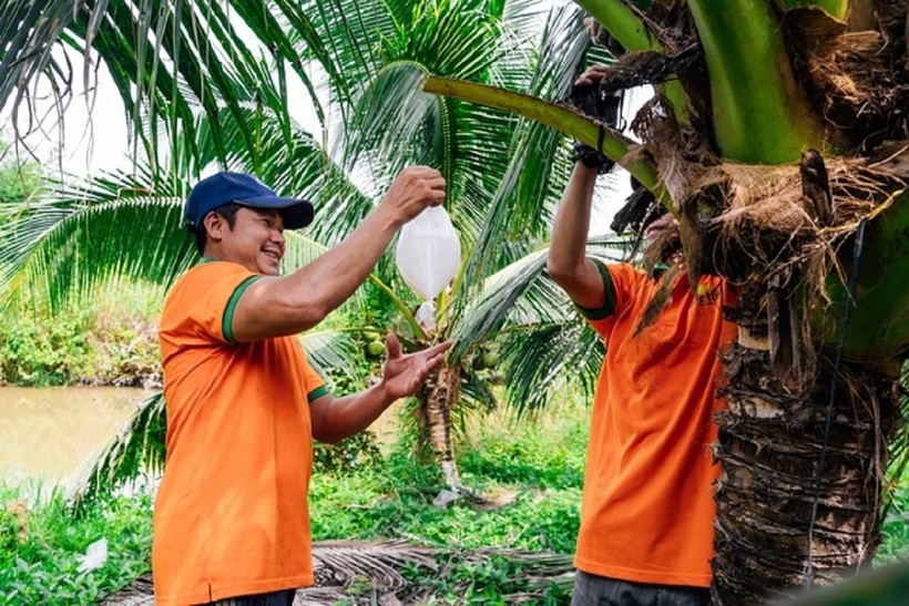 Dừa thu mật phải chọn những cây dừa xiêm lùn khoảng 4 năm tuổi để lấy mật hoa.e-hoa-dua-de-lay-mat-thu-nhap-cao-khat-nhan-su-dspl-2.jpg