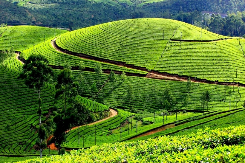 Đồi chè Thanh Chương có hàng chục "ốc đảo" nằm san sát nhau, tạo nên khung cảnh tuyệt đẹp.