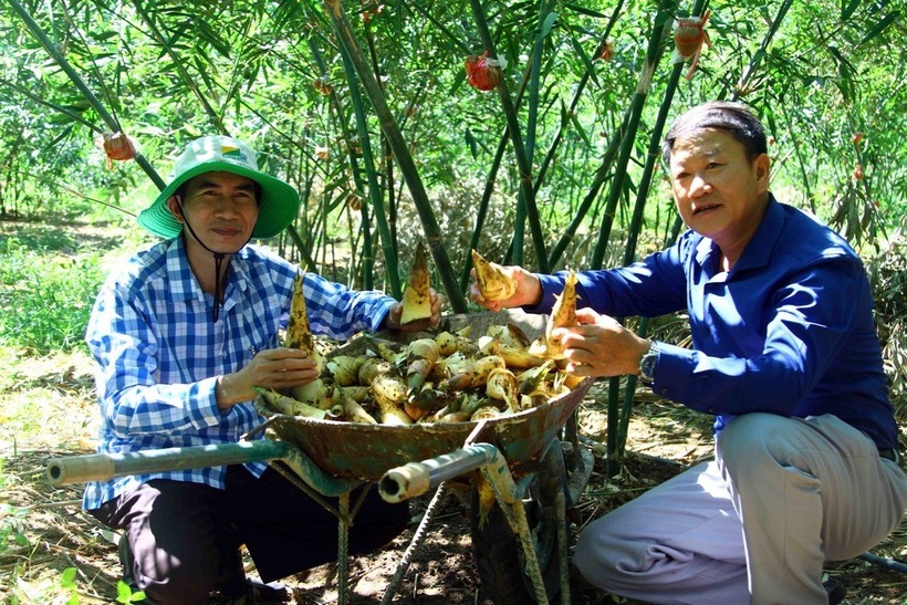 Măng tươi của cơ sở chị Hương đang được bán với giá 60.000 đồng/kg. Ảnh: Dân trí