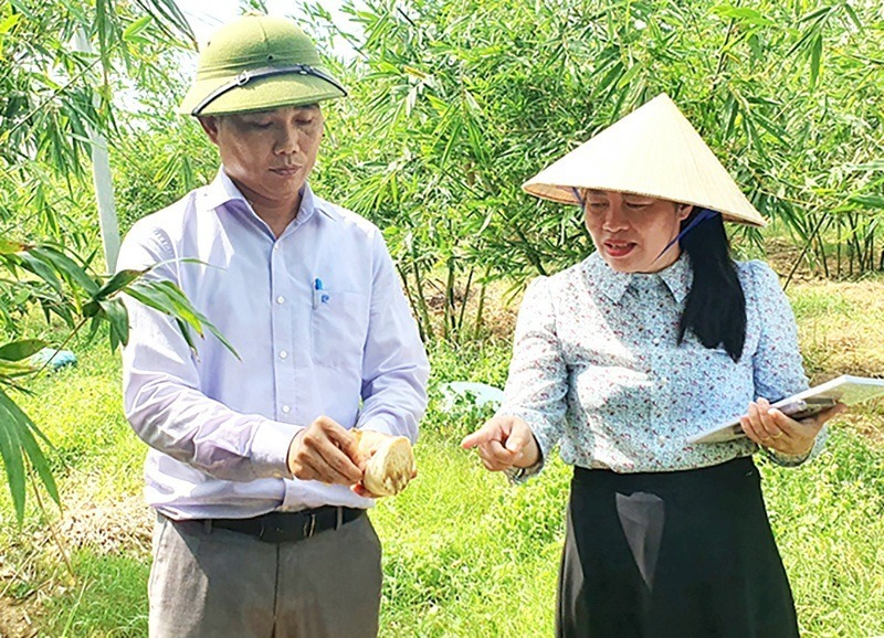 Chị Hương cùng cán bộ khuyến nông tham quan vùng trồng măng tre lục trúc. Ảnh: Dân Việt