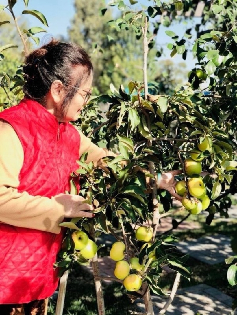 Bằng Kiều cho biết, trong khu vườn này, mẹ là người bỏ nhiều công sức nhất. Bà chăm sóc từng cây trái nhỏ và trồng thêm nhiều hoa ở các gốc vườn.