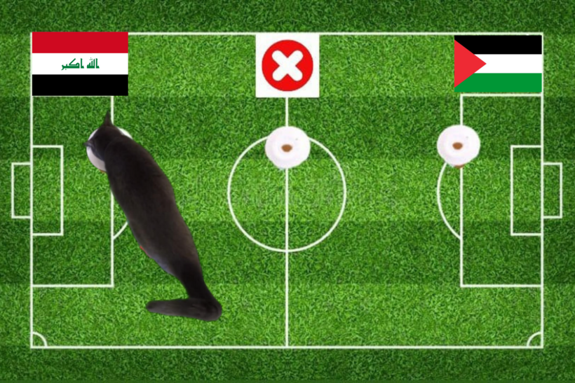 Lựa chọn của chú mèo tiên tri trước trận Iraq vs Palestine