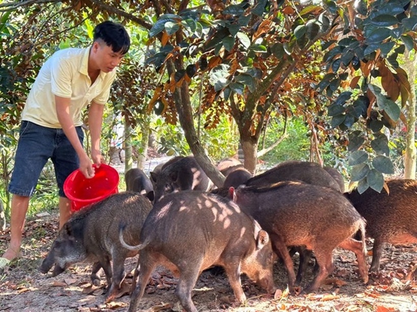 Anh Đạt thả nuôi heo rừng theo kiểu bán hoang dã trong vườn cây ăn trái. Ảnh: Thanh niên