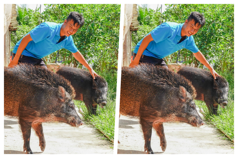 Cuộc "đào tẩu" ngoạn mục của anh quản lý nhà hàng Nguyễn Tấn Đạt, về quê thành "ông trùm" nuôi heo "khét tiếng". Ảnh: Dân trí