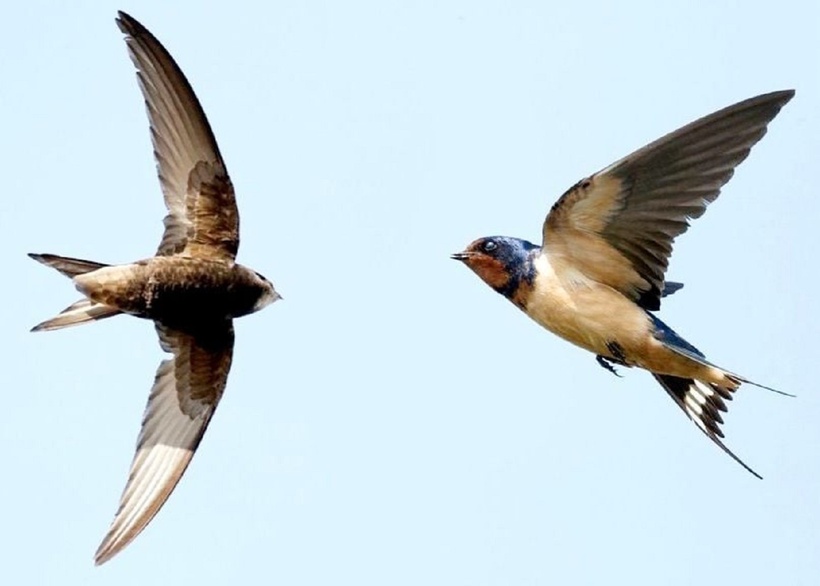 Khả năng bay liên tục trong nhiều tháng của chim yến là một minh chứng cho sự thích nghi tuyệt vời của loài chim này với môi trường sống. Sự kết hợp giữa hình thái đặc biệt, chiến lược bay hiệu quả và khả năng sinh hoạt trên không đã giúp chim yến chinh phục bầu trời và trở thành một trong những loài chim bay giỏi nhất thế giới. Ảnh minh họa