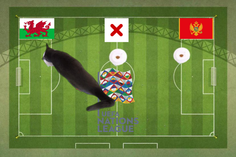 Lựa chọn của chú mèo tiên tri trước trận Wales vs Montenegro