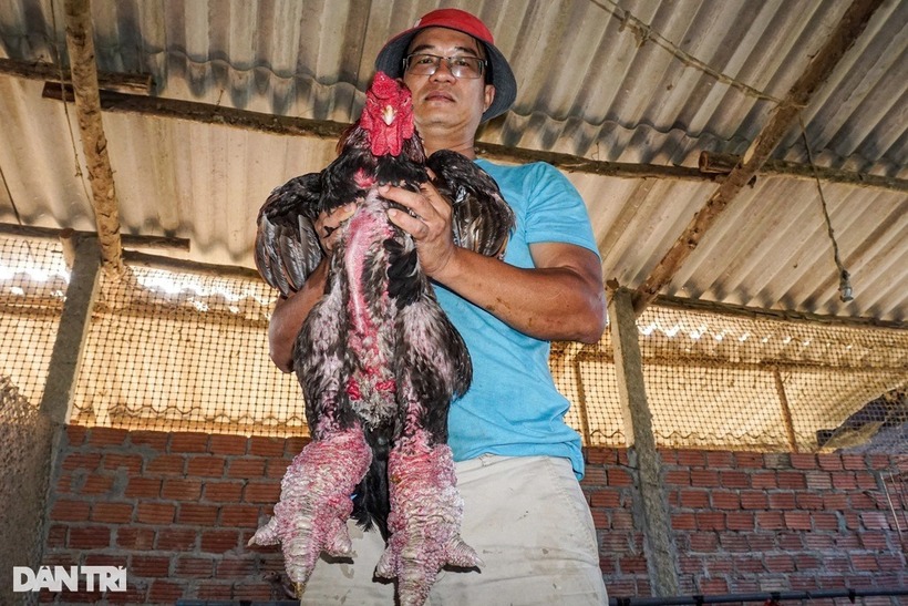 Chuyện lạ lùng về chàng thạc sĩ và "đế chế" gà chân "khủng" triệu đô. Ảnh: Dân trí