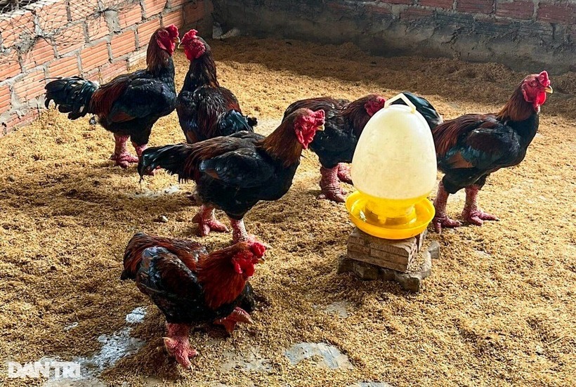 Gà được anh Lý nuôi theo tiêu chuẩn riêng, nuôi khoảng 11-12 tháng thì xuất bán. Ảnh: Dân trí