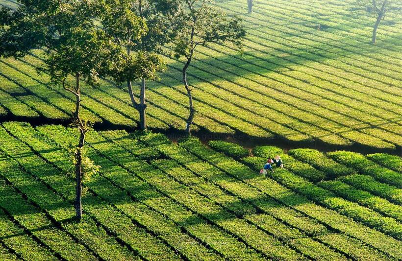 Đồi chè Tâm Châu Bảo Lộc trong nắng sớm