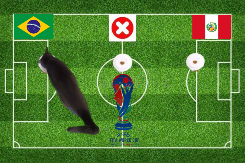 Dự đoán của chú mèo tiên tri trước trận Brazil vs Peru