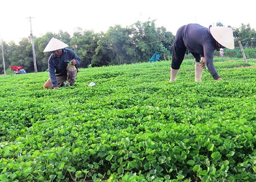 Ruộng rau má đang kỳ thu hoạch của gia đình ông Hà Ngọc Phi. Ảnh: Báo Quảng Nam