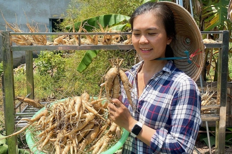 Sâm bố chính có đặc tính "kén đất" nên việc trồng trọt đòi hỏi sự am hiểu, công phu và kiên trì. Ảnh: Thương hiệu & Sản phẩm