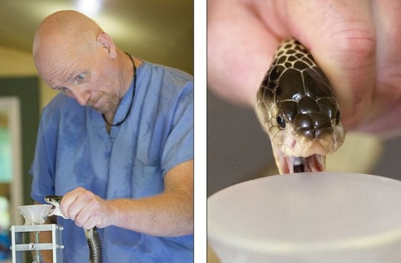 Jim Harrison là người có kinh nghiệm vắt "sữa" rắn lâu năm.