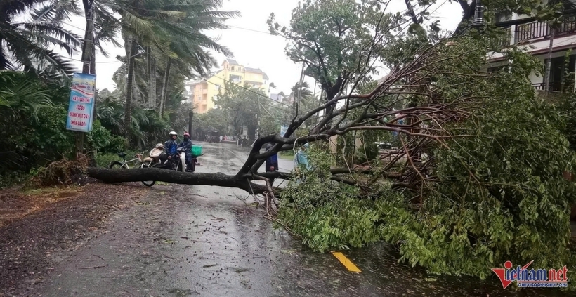 Tại các vùng ven biển của Quảng Nam cũng bắt đầu có gió to, sóng biển dâng cao từ sáng 27/10. TP.Hội An (Quảng Nam) đã có cây xanh bị bật gốc nằm chắn ngang đường Cửa Đại, rất may không có thiệt hại về người.