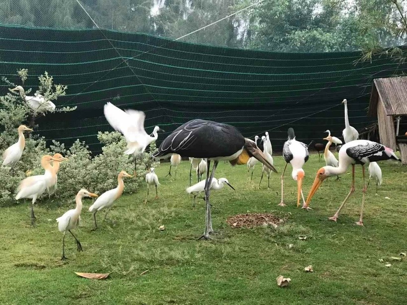 FLC Zoo Safari Park Quy Nhơn là vườn thú được đầu tư xây dựng hiện đại, sở hữu bộ sưu tập động vật đa dạng và phong phú.