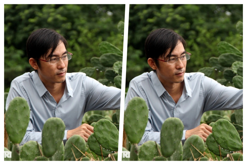 Từ bỏ bê tông cốt thép, kỹ sư xây dựng Trần Văn Vũ về quê "biến" loài cây mọc dại trên cát thành "mỏ vàng". Ảnh: Dân trí